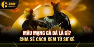 Màu mạng gà đá 888B